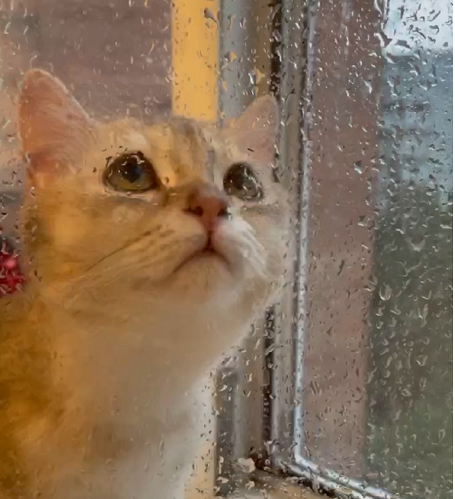дождь, кот в окне