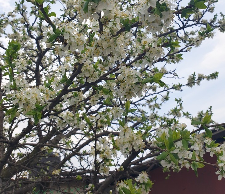 Апрель цветение дерева