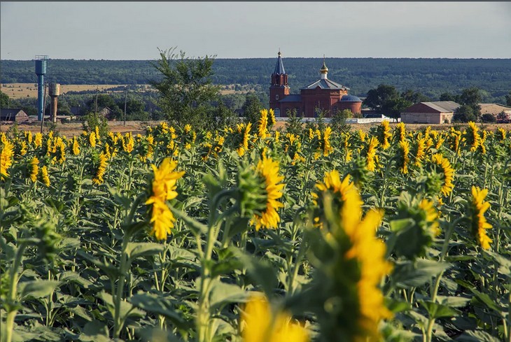 подсолнухи