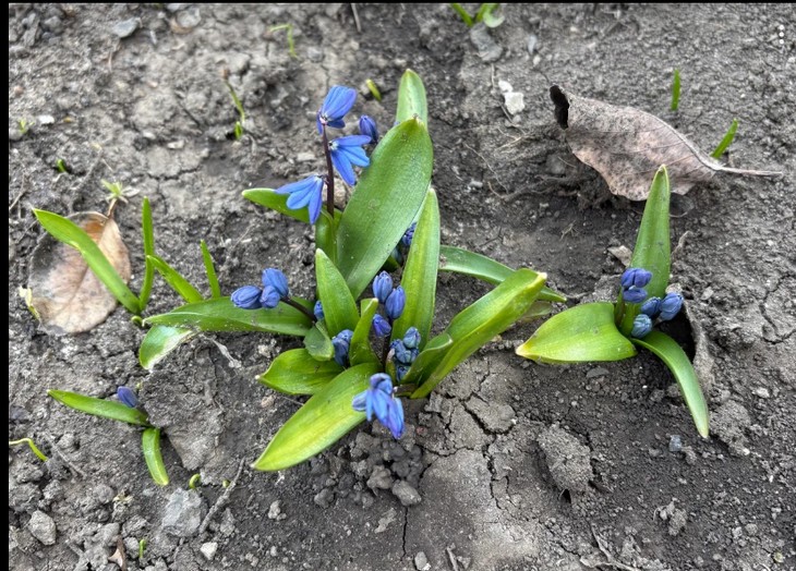 подснежники