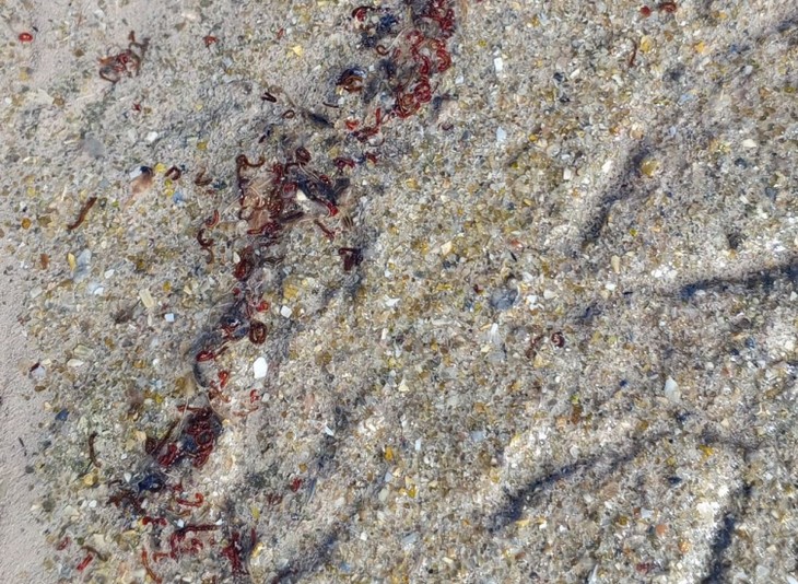 хирономиды