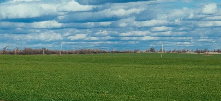 на посевах озимых и яровых зерновых