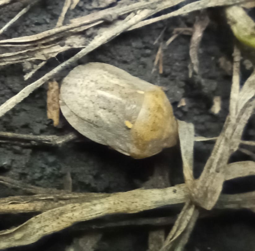 вредной черепашки