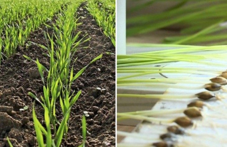 фитоэкспертиза