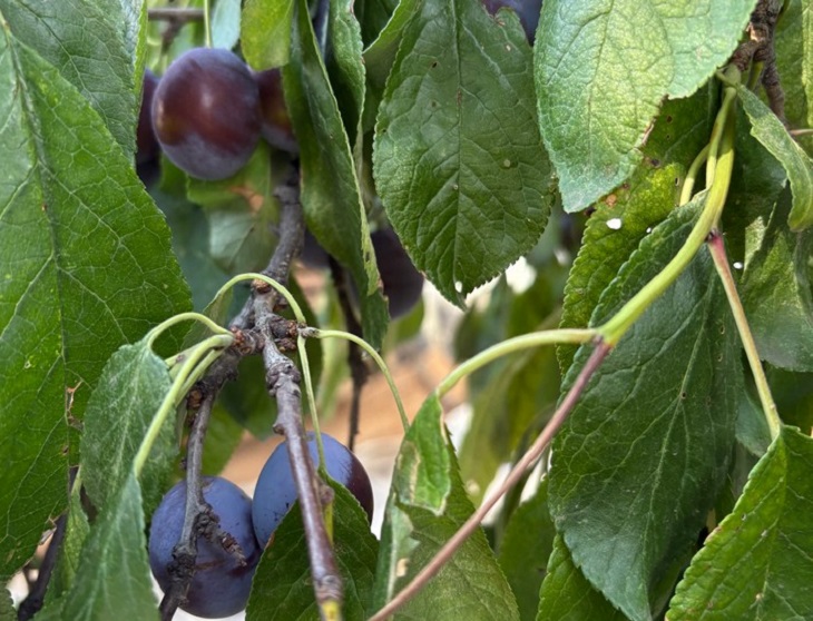 косточковые