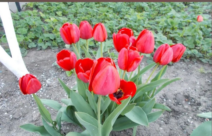 Тюльпаны