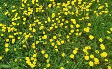 одуванчики