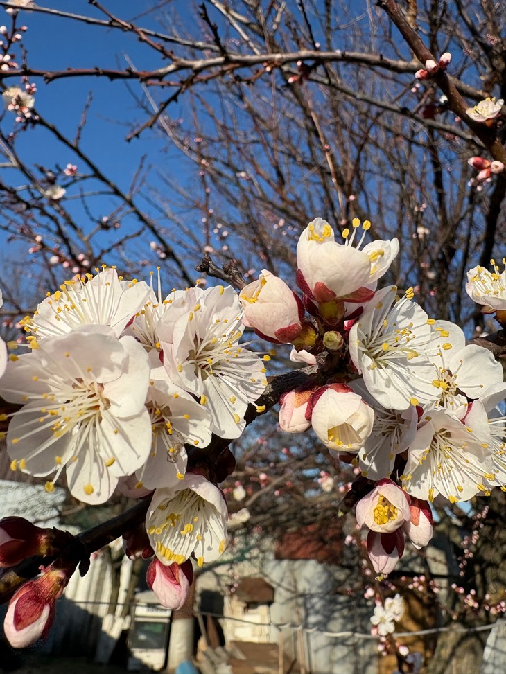 цветет абрикос