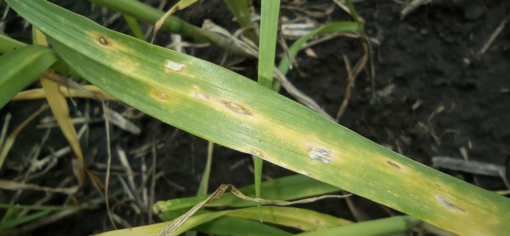 пиренофороз