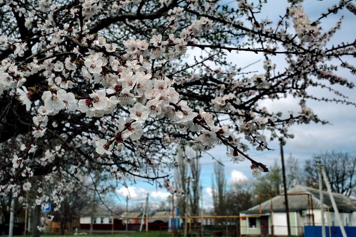 Ветка абрикоса