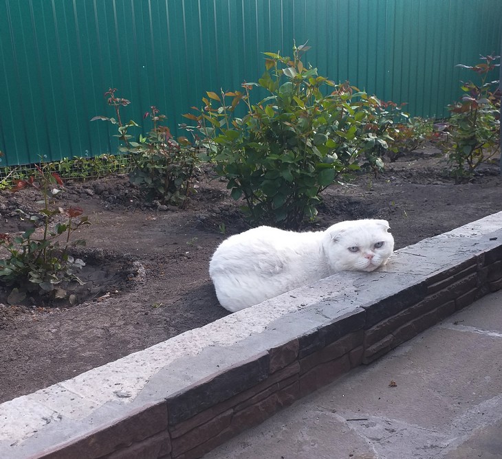 кот