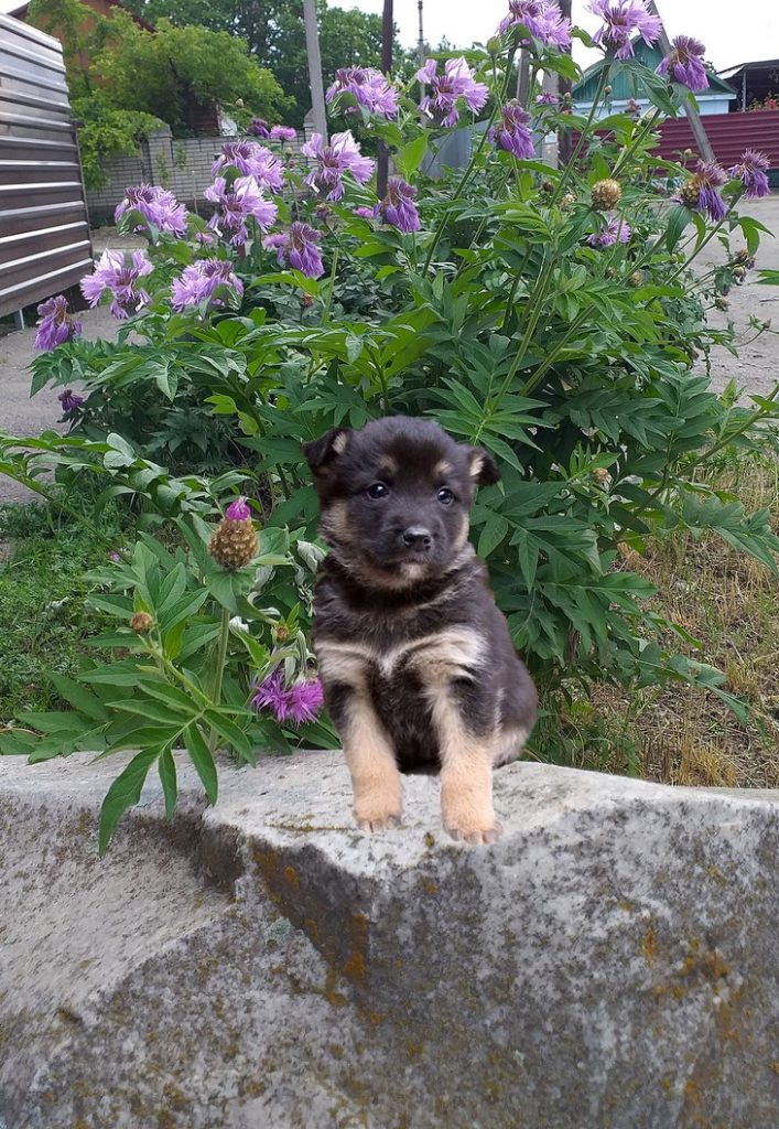 щенок