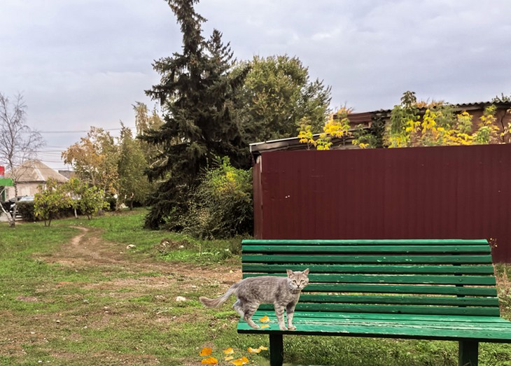 кот на лавочке
