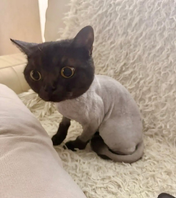 кошка